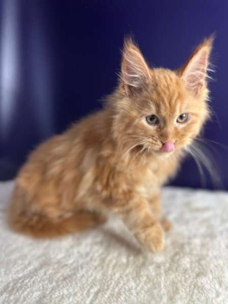 Котята Мейн Кун в Москве фото 4