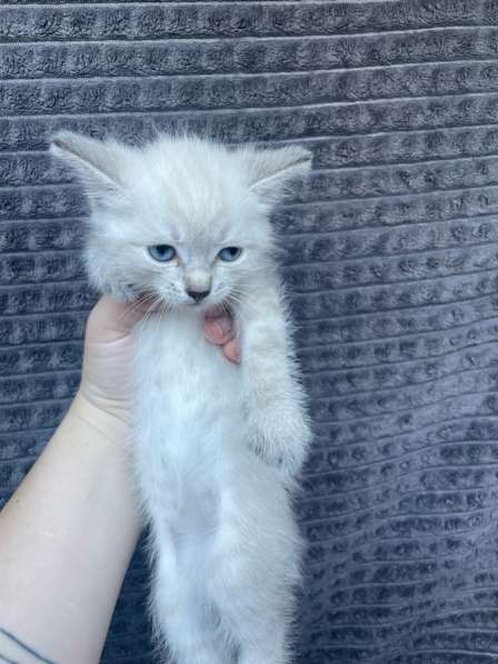 Кошка и котята в добрые руки