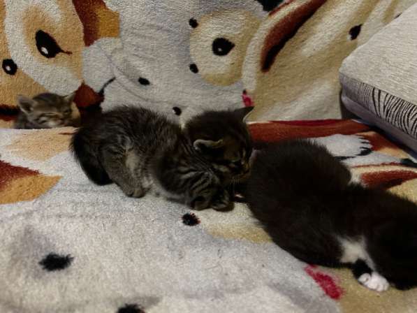 Котята в добрые руки в Новомосковске фото 9