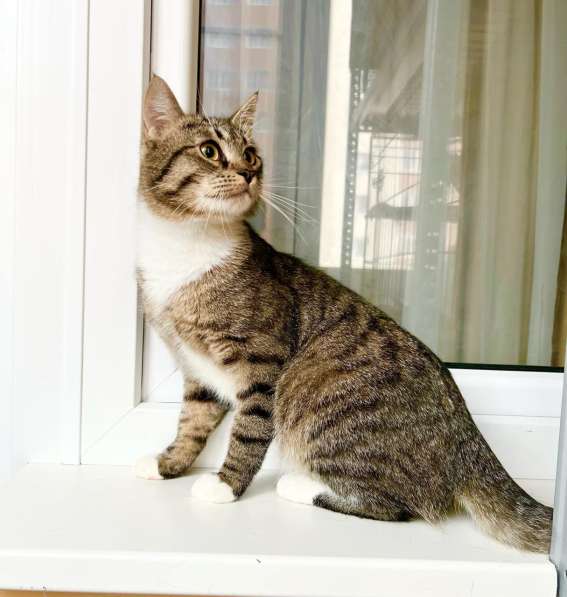 Молоденький полосатый котик Арчи в добрые руки в Москве фото 3