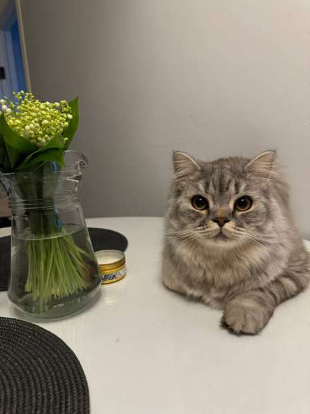 Кот в добрые руки