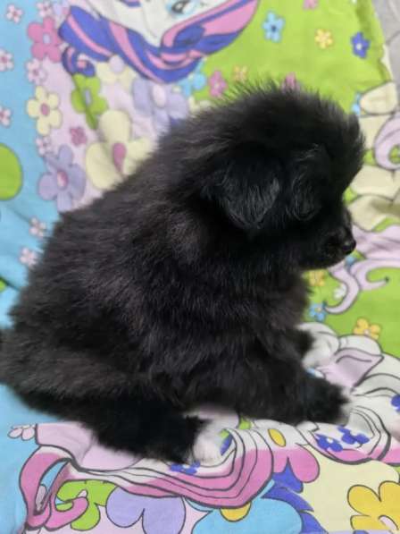 Продам щенков померанский шпиц в Пензе фото 10