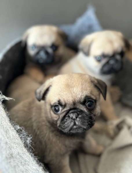 Щеночки мопса в Москве