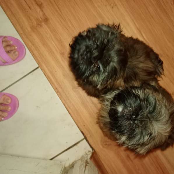 Ши-тцу китайский компаньон в Симферополе фото 5