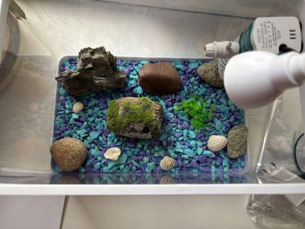 Аквариум 8 литров в Лобне фото 3