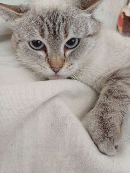 Неимоверная Адель в дар