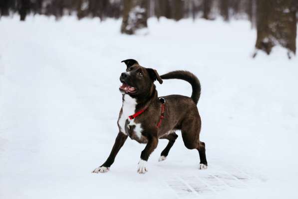 Собака в добрые руки