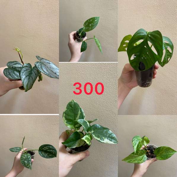 Комнатные растенияСо в Сочи фото 7