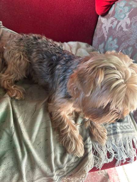 Продам терьера