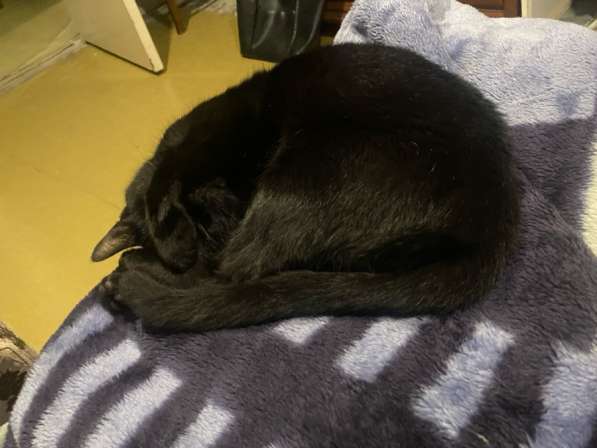 Кошка в добрые руки в Санкт-Петербурге фото 4