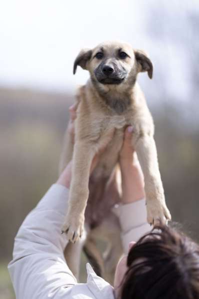 Ласковые щенята в Санкт-Петербурге фото 20