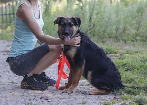 Щенок-подросток Вилли в добрые руки в Москве фото 5