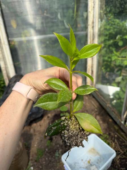 Домашние цветы. Эсхинантус