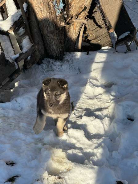 Щенки в добрые руки в Искитиме фото 4