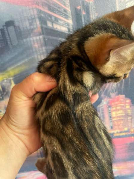 Бенгальский котенок
