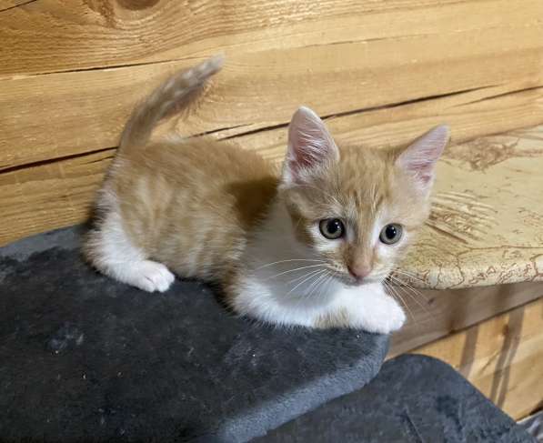 Отдам котенка в добрые, заботливые руки в Москве фото 4