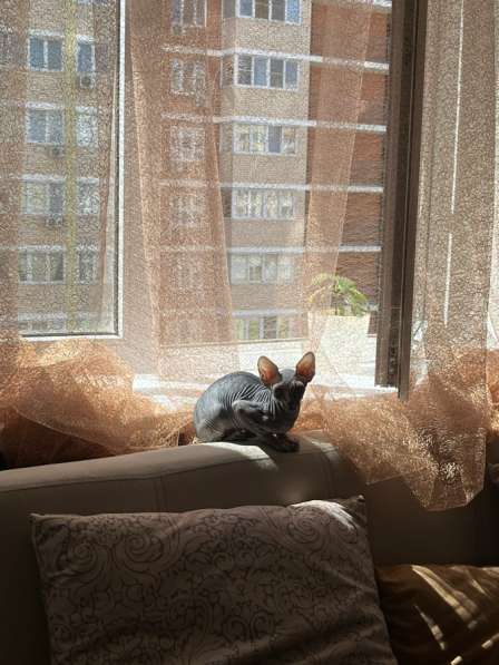 Продам котенка сфинкса в Краснодаре