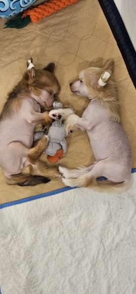 Щенок КХС в Москве фото 11