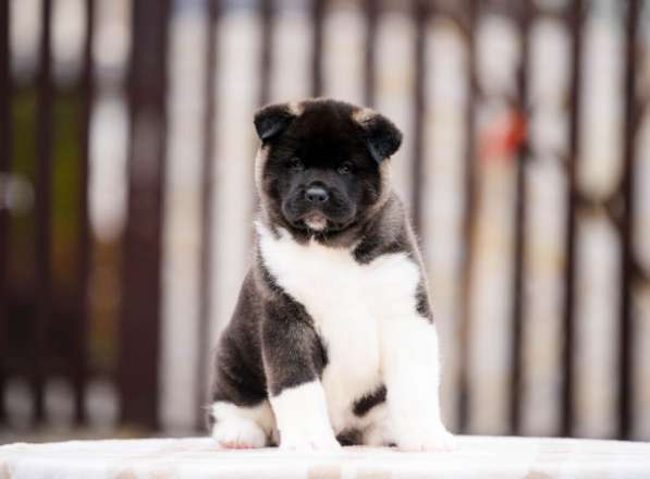 Щенки Американской Акиты