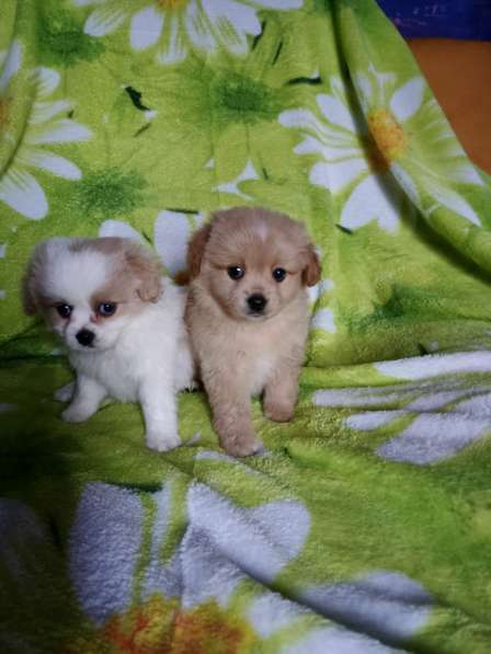 Кавапу малыши в Туле