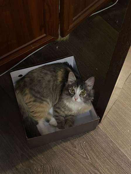 Котёнок 8-9-10, месяцев, ласковая