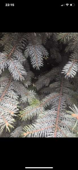 Веточки голубой ели для украшения