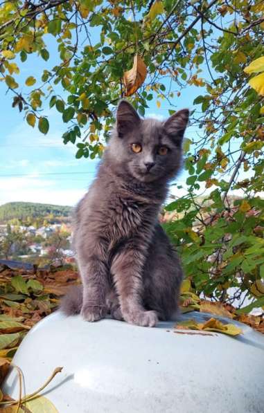 Красивая пушистая кошечка-подросток в Санкт-Петербурге фото 9