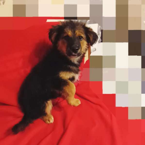 Щенок Грэй – маленький друг для больших приключений в Санкт-Петербурге фото 6