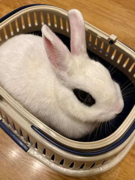 Декоративный кролик