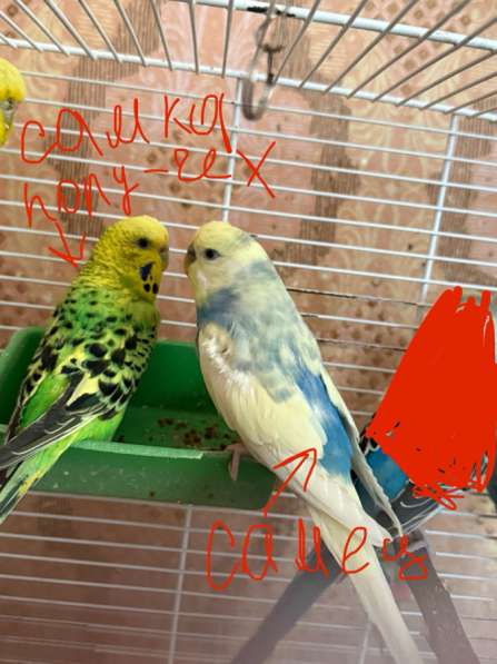 Волнистые попугаи в Калининграде фото 7