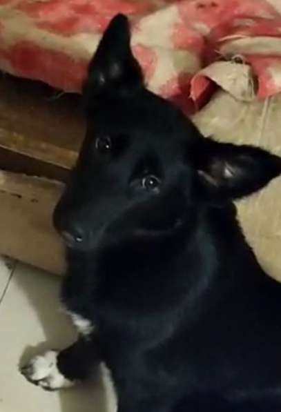 Ищем дом щенкам метисам в Химках фото 4