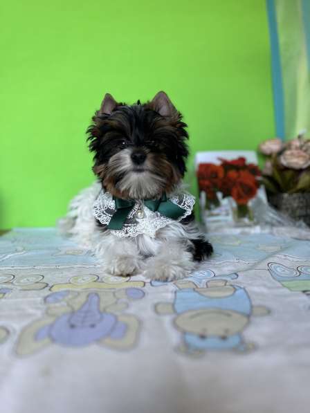 Бивер терьер в фото 24