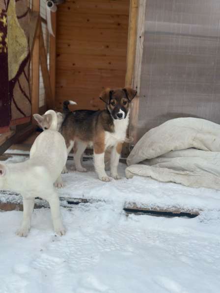 Щенок в добрые руки в Истре