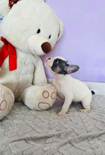 Французский бульдог в Уссурийске фото 3