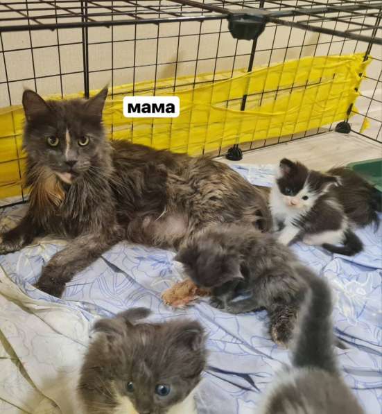 Котята Мейн-Кун в Старой Руссе