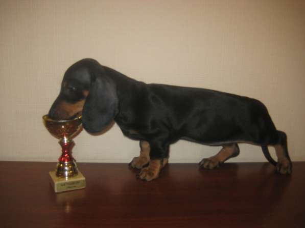 Щенки таксы г-ш стандарт элитные в Москве фото 3