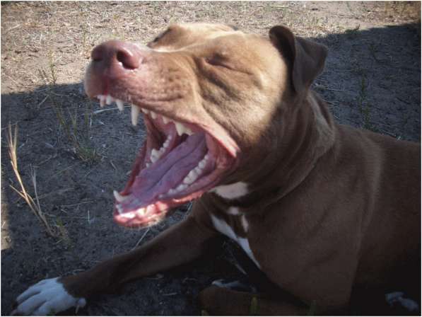 Намордник для американского булли. Стаффордширский бультерьер оскал. Бойцовские собаки бультерьер стаффордширский терьер. Челюсти питбультерьера. Челюсть питбуля.