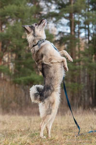 Прекрасная редкая собака ищет новый дом в Санкт-Петербурге фото 5