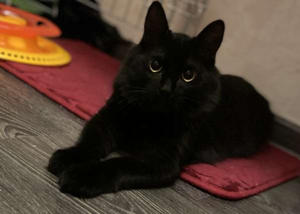 Молодой котик в дар в Москве фото 3