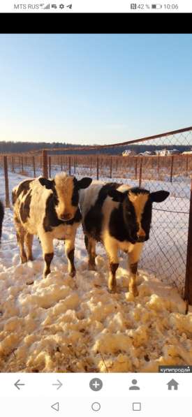 Питомник щенков Геленджике в Геленджике