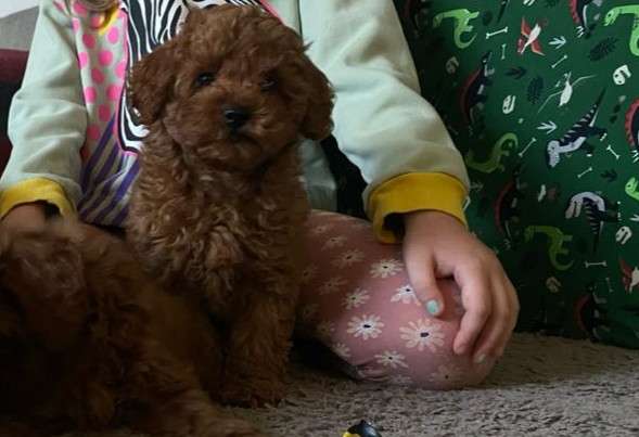Poodle. Red boy's and girl's