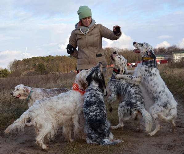 Английский сеттер щенки из элитного питомника в Москве фото 190