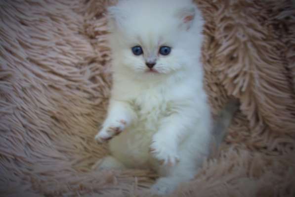 Scottish gold SFS71 ny25 в Рязани фото 7