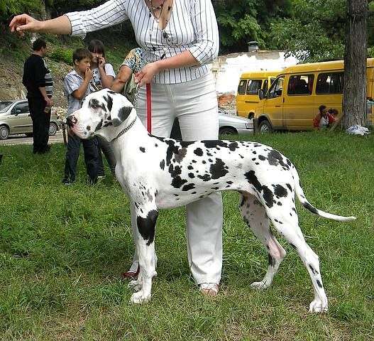 Немецкий дог в Нальчике фото 6