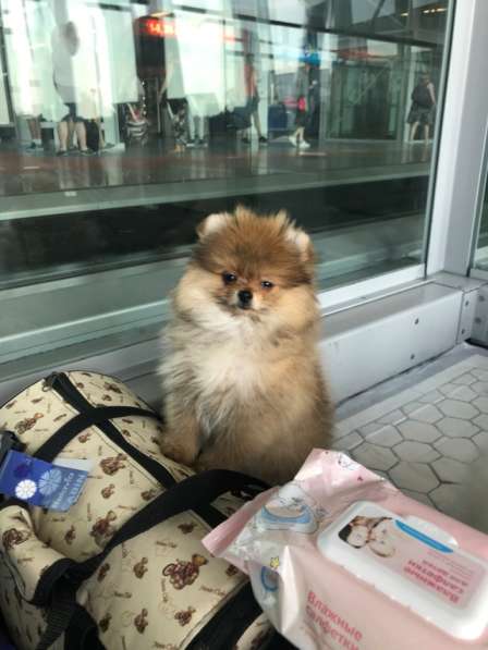 Мини-мишка девочка померанского шпица. Крошечная в фото 7