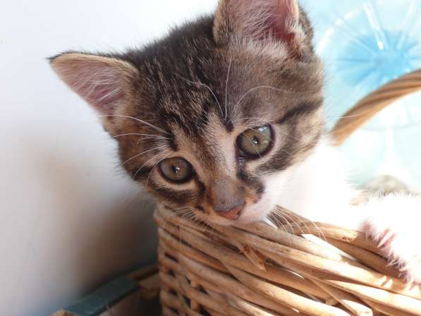 Котята Севастополь. Прекрасная девочка в добрые руки! в Севастополе фото 11