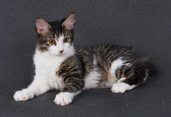 Котята курильского бобтейла в Пензе фото 11