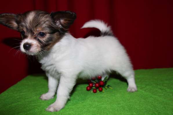 Папийоны в Ростове-на-Дону фото 12