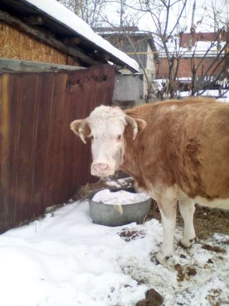 Продам корову на мясо около 300 кг или обмен на молочную кор в Челябинске