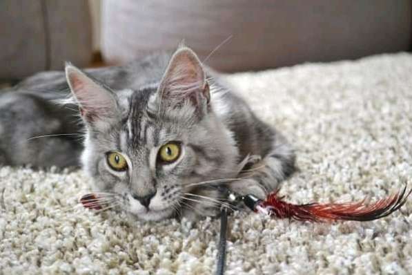 Котята мейн-кун из питомника в фото 11